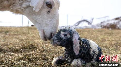 内蒙小羊羔爆料视频最新,揭秘草原牧民真实生活